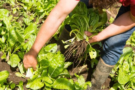 Planting green leafed vegetable into the ground